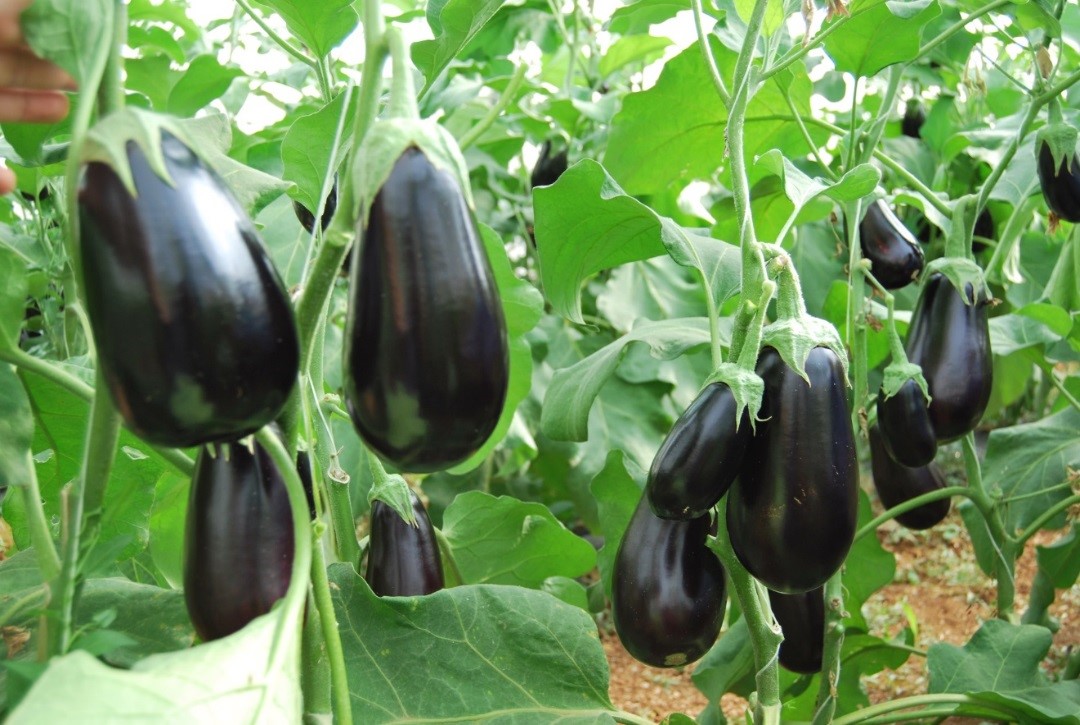 Eggplant