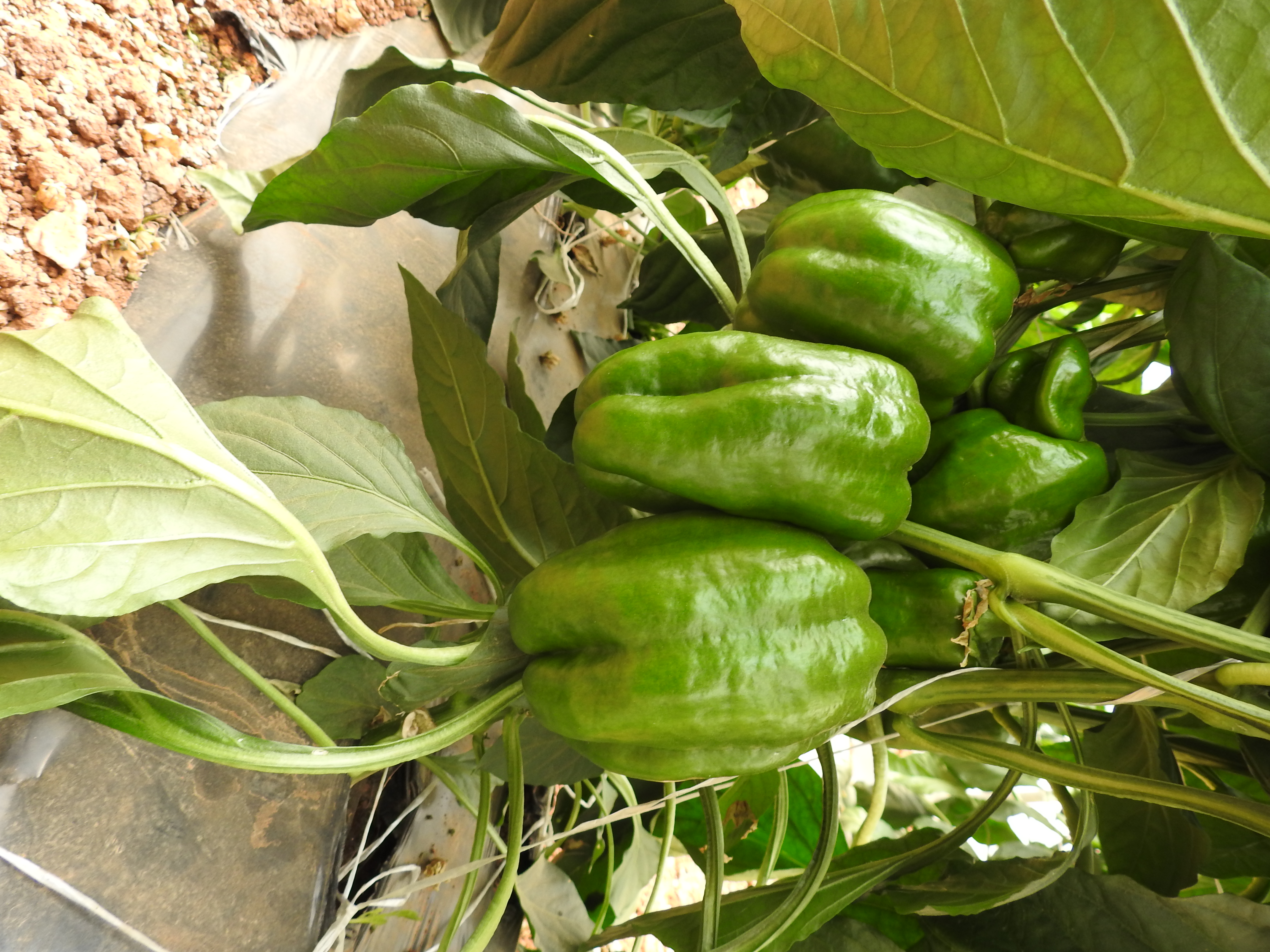 Sweet pepper