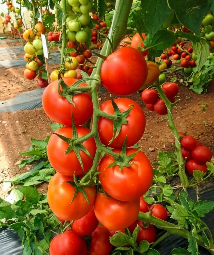 Tomato