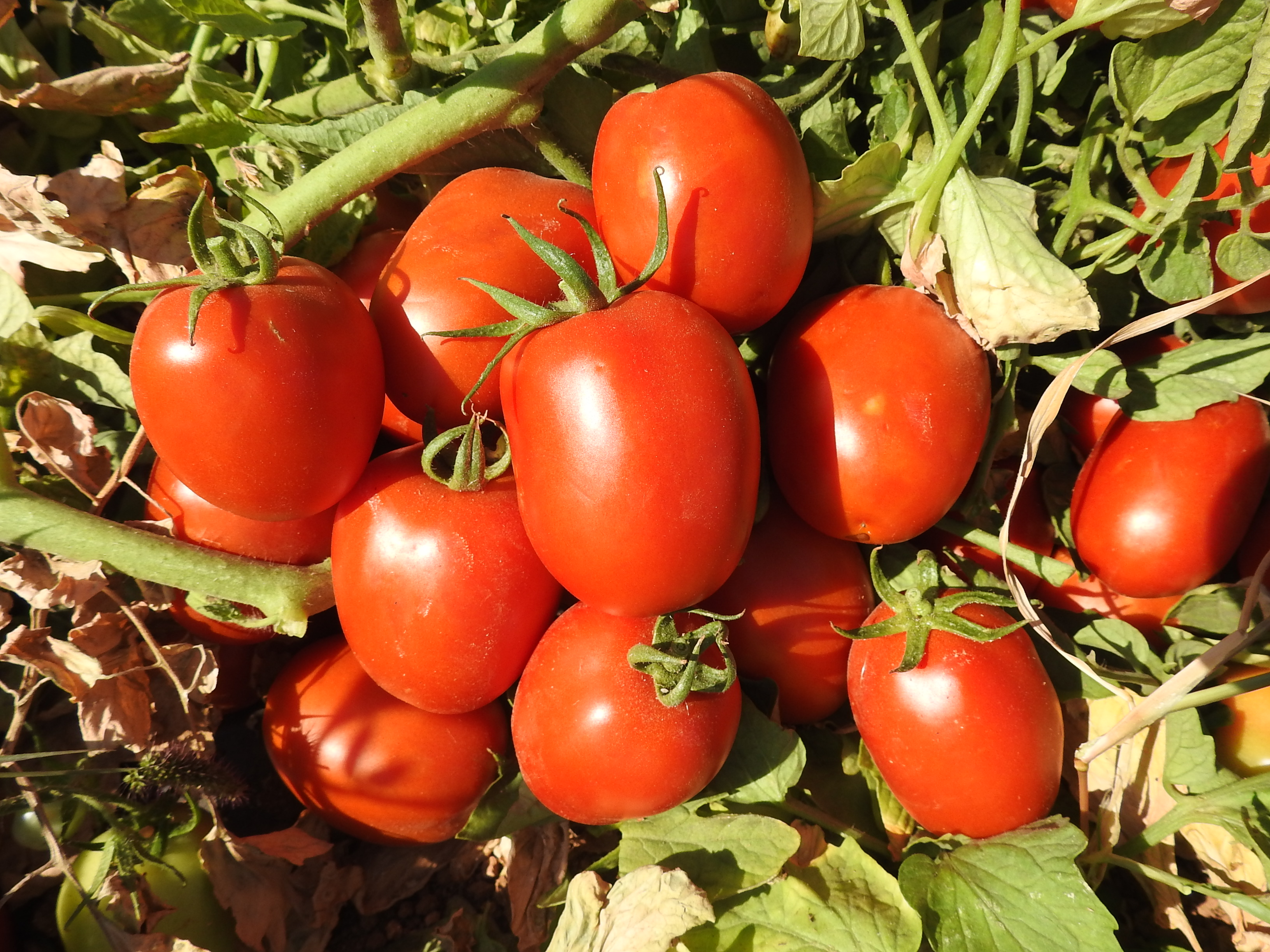 Determinate Tomato
